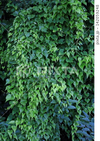 夏、青々としてる自然薯の葉 夏、青々としてる自然薯の葉 142059248