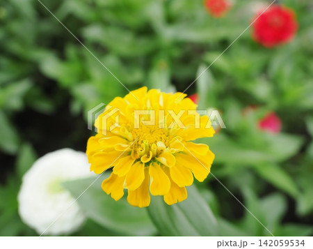 黄色いジニアの花 黄色いジニアの花 142059534
