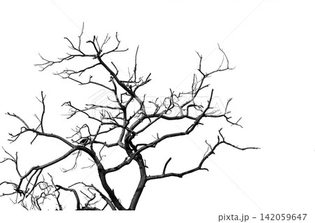 Black and white silhouette of dead tree branches against white sky with large copy space representing climate change, drought, environmental degradation, nature conservation and minimal design. Black and white silhouette of dead tree branches against white sky with large copy space representing climate change, drought, environmental degradation, nature conservation and minimal design. 142059647