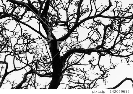Abstract silhouette of tangled leafless tree branches against a bright sky creating an intricate natural pattern for Halloween, gothic themes, environmental drought concepts and artistic backgrounds. Abstract silhouette of tangled leafless tree branches against a bright sky creating an intricate natural pattern for Halloween, gothic themes, environmental drought concepts and artistic backgrounds. 142059655