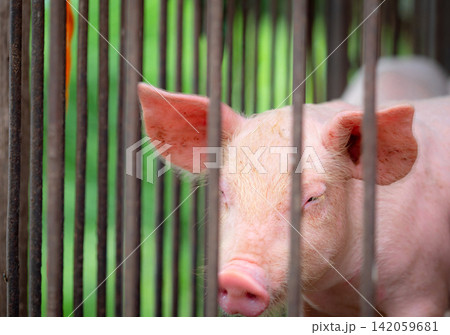 Young piglets inside commercial livestock farm enclosure. Modern pig farming, animal husbandry, pork production, veterinary management, biosecurity practices and sustainable agriculture. Pork industry Young piglets inside commercial livestock farm enclosure. Modern pig farming, animal husbandry, pork production, veterinary management, biosecurity practices and sustainable agriculture. Pork industry 142059681