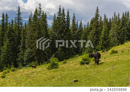 Cattle grazing in the Carpathians mountains in Ukraine 142059898