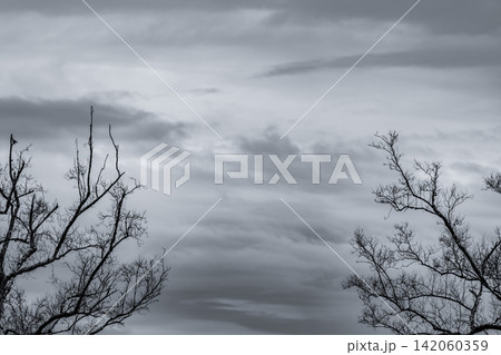 Black and white silhouette of leafless dead trees beneath dramatic storm clouds. Climate change, environmental degradation, winter landscape, extreme weather and atmospheric natural scenery. Black and white silhouette of leafless dead trees beneath dramatic storm clouds. Climate change, environmental degradation, winter landscape, extreme weather and atmospheric natural scenery. 142060359