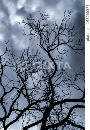 Silhouette dead tree on dark dramatic sky and white clouds background for death and peace. Halloween day background. Despair and hopeless concept. Sad of nature. Death and sad emotion background. Silhouette dead tree on dark dramatic sky and white clouds background for death and peace. Halloween day background. Despair and hopeless concept. Sad of nature. Death and sad emotion background. 142060371