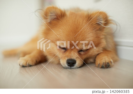 家のリビングで熟睡している可愛いポメラニアンの子犬の姿 142060385