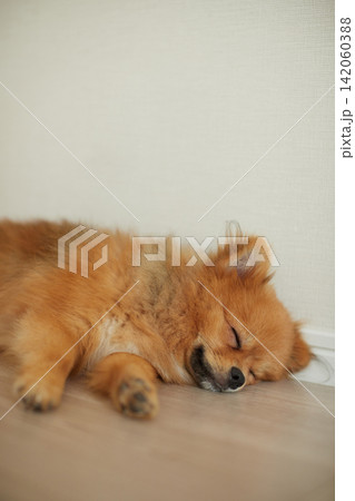 家のリビングで熟睡している可愛いポメラニアンの子犬の姿 142060388