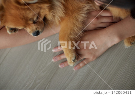 夏の家のリビングで可愛いポメラニアンの子犬と一緒に寝ている女の子の子供の様子 夏の家のリビングで可愛いポメラニアンの子犬と一緒に寝ている女の子の子供の様子 142060411