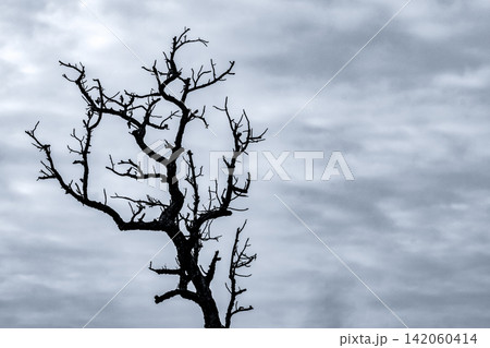 Silhouette of a dead barren tree beneath overcast sky. Climate change, drought, environmental decline, loneliness, resilience and the fragile balance of natural ecosystems. Environmental degradation. Silhouette of a dead barren tree beneath overcast sky. Climate change, drought, environmental decline, loneliness, resilience and the fragile balance of natural ecosystems. Environmental degradation. 142060414