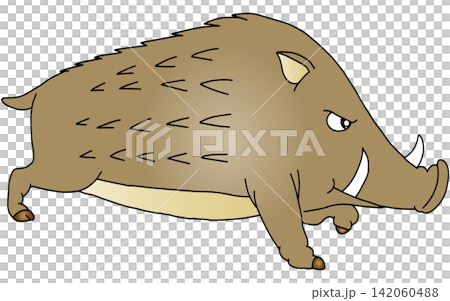 Hand-drawn animal illustration ☆ Wild boar Hand-drawn animal illustration ☆ Wild boar 142060488