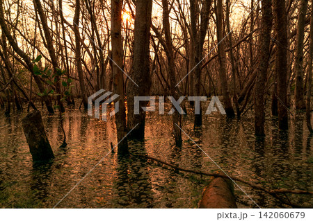 Golden sunset filtering through tranquil mangrove forest with flooded wetland. Calm water, healthy coastal ecosystem, biodiversity conservation, climate resilience, and sustainable natural landscape. Golden sunset filtering through tranquil mangrove forest with flooded wetland. Calm water, healthy coastal ecosystem, biodiversity conservation, climate resilience, and sustainable natural landscape. 142060679