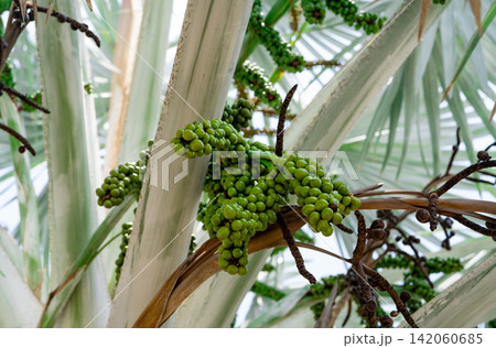 Bismarckia nobilis in the garden. Closeup round green raw fruit of Bismarck palm. Evergreen palm. Palm tree for decorate hotel or resort garden. Ornamental plant. Palm plantation and agriculture. 142060685