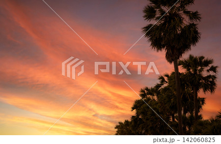 Bottom up view of sugar palm tree against orange and red sunset sky and clouds. Beauty in nature. Evening sky in summer. Tropical palm tree at dusk beside the beach. Tranquility view. Summer vibes. 142060825