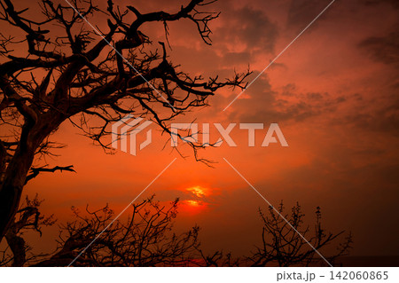 Beautiful silhouette leafless tree and sunset sky beside the sea. Romantic and peaceful scene of sea, sun, and sky at sunset time with beauty pattern of branches. Beauty in nature. Evening background. Beautiful silhouette leafless tree and sunset sky beside the sea. Romantic and peaceful scene of sea, sun, and sky at sunset time with beauty pattern of branches. Beauty in nature. Evening background. 142060865