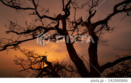 Beautiful silhouette leafless tree and sunset sky. Calm and peaceful scene of sun, and dark sky at sunset time with beauty pattern of branches. Fall season with tranquil nature. Beauty in nature. 142060866