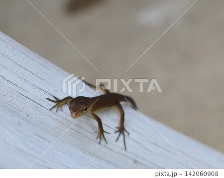 かわいい子供のカナヘビ- かわいい子供のカナヘビ- 142060908