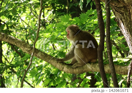 木の上でくつろぐ野生の猿 木の上でくつろぐ野生の猿 142061071