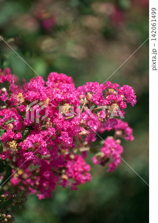 サルスベリの花 サルスベリの花 142061499
