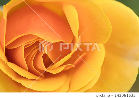 黄色いバラの花びら 黄色いバラの花びら 142061633
