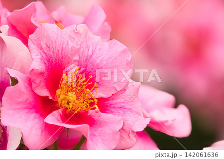 美しいピンクの薔薇 美しいピンクの薔薇 142061636