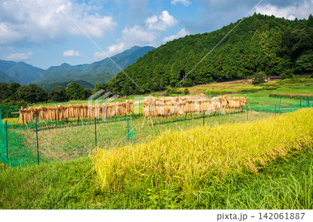 稲作風景・稲架がけ「坂本の棚田」《三重県 亀山市》 稲作風景・稲架がけ「坂本の棚田」《三重県 亀山市》 142061887