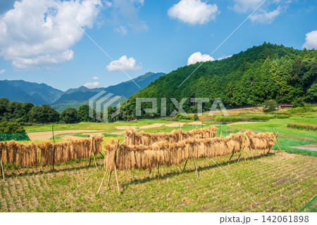 稲作風景・稲架がけ「坂本の棚田」《三重県 亀山市》 142061898