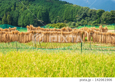 稲作風景・稲架がけ「坂本の棚田」《三重県 亀山市》 稲作風景・稲架がけ「坂本の棚田」《三重県 亀山市》 142061906