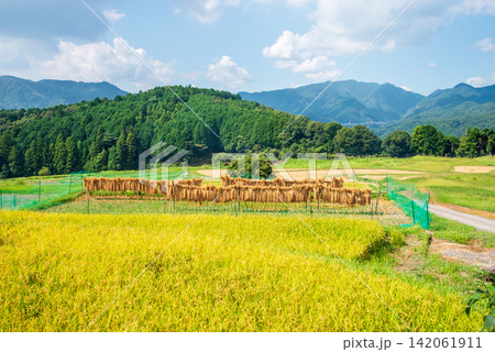 稲作風景・稲架がけ「坂本の棚田」《三重県 亀山市》 稲作風景・稲架がけ「坂本の棚田」《三重県 亀山市》 142061911