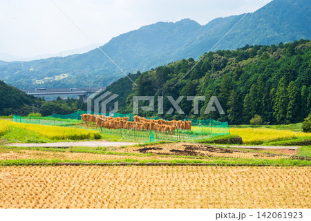 稲作風景・稲架がけ「坂本の棚田」《三重県 亀山市》 稲作風景・稲架がけ「坂本の棚田」《三重県 亀山市》 142061923