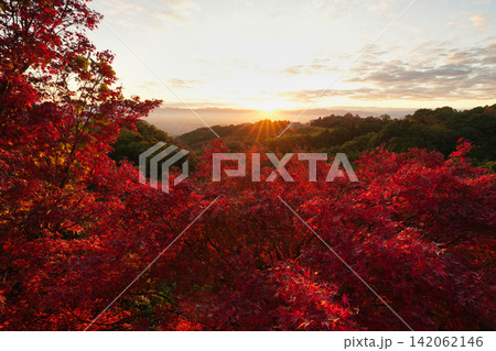 朝焼けに包まれる紅葉と奈良盆地 朝焼けに包まれる紅葉と奈良盆地 142062146