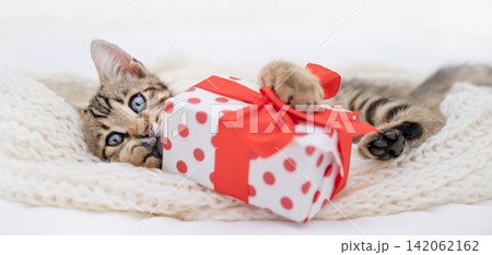 Funny Bengal kitten hiding behind a Christmas gift box with red ribbon in bed Funny Bengal kitten hiding behind a Christmas gift box with red ribbon in bed 142062162
