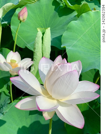 満開のハスの花(白地に赤の覆輪)〈伊賀八幡宮(ハス池)/愛知県岡崎市〉 満開のハスの花(白地に赤の覆輪)〈伊賀八幡宮(ハス池)/愛知県岡崎市〉 142062394
