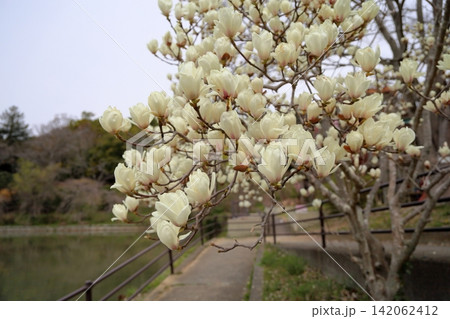 満開 ハクモクレンの花 満開 ハクモクレンの花 142062412