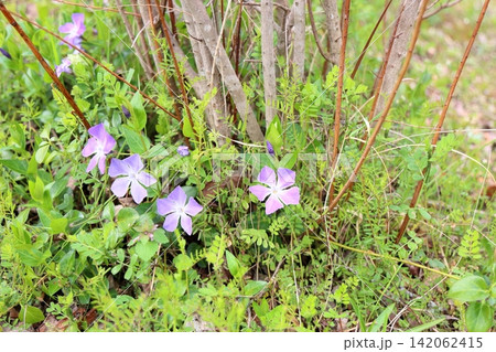 爽やか　ツルニチニチソウの花 142062415