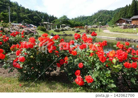 満開のバラ 薔薇 ばら 東沢バラ公園 満開のバラ 薔薇 ばら 東沢バラ公園 142062700