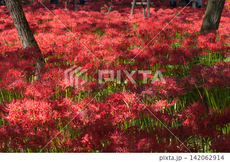 埼玉県日高市巾着田の真っ赤に咲いた曼殊沙華 埼玉県日高市巾着田の真っ赤に咲いた曼殊沙華 142062914