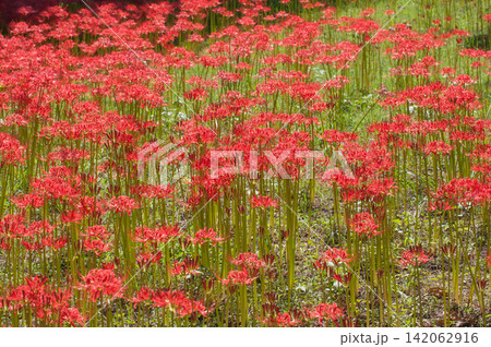 埼玉県日高市巾着田の真っ赤に咲いた曼殊沙華 埼玉県日高市巾着田の真っ赤に咲いた曼殊沙華 142062916