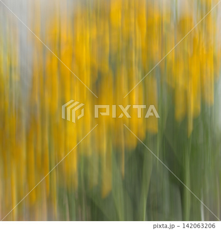 Abstract background with yellow, green and grey blurred lines reminiscent of a flower or nature. 142063206
