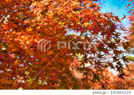 京都 東福寺 秋の美しい紅葉(京都府京都市東山区) 京都 東福寺 秋の美しい紅葉(京都府京都市東山区) 142063229