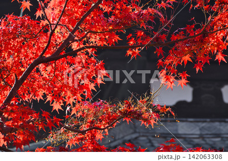 京都 東福寺 秋の美しい紅葉(京都府京都市東山区) 京都 東福寺 秋の美しい紅葉(京都府京都市東山区) 142063308