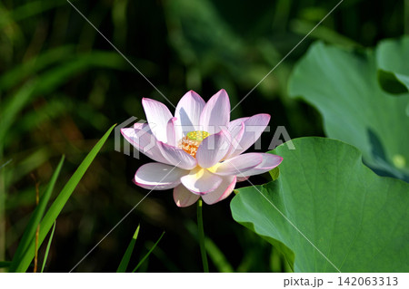美しい蓮の花 美しい蓮の花 142063313