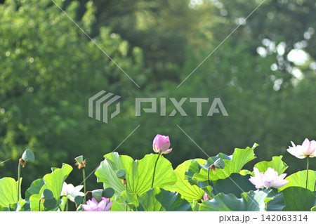 森に咲くハスの花 森に咲くハスの花 142063314