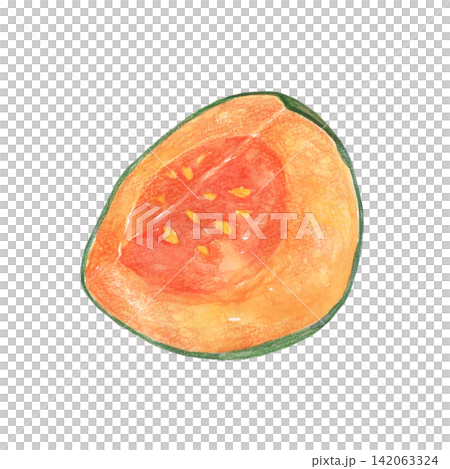 水彩で描いたカットされたかぼちゃのイラスト　断面 142063324