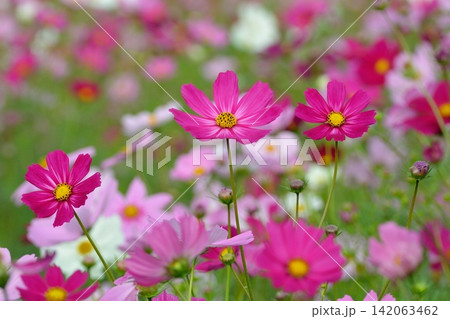 秋の花コスモスの濃いピンク色のコスモス 142063462