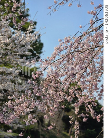 青空に映える満開の桜 142063938