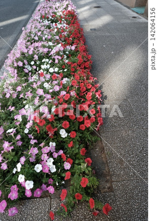 ペチュニア ピンク 赤 白の寄せ植え プランター ペチュニア ピンク 赤 白の寄せ植え プランター 142064156