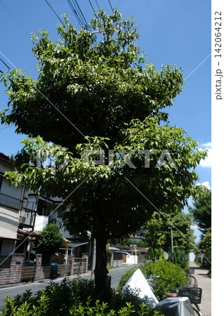 建物と緑の街路樹 縦構図の屋外風景 142064212