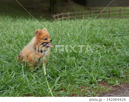 真夏の公園で遊んでいる可愛いポメラニアンの子犬の姿	 142064428