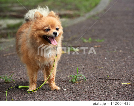 真夏の公園で遊んでいる可愛いポメラニアンの子犬の姿	 142064433