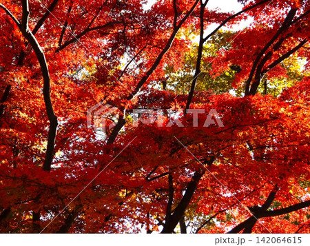 真っ赤な紅葉 真っ赤な紅葉 142064615