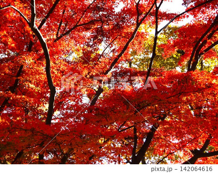 保土ヶ谷公園の紅葉風景 保土ヶ谷公園の紅葉風景 142064616